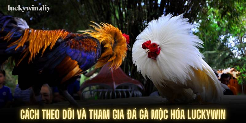 Cách theo dõi và tham gia đá gà Mộc Hóa Luckywin