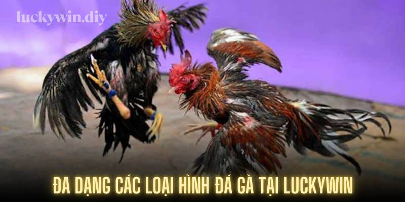Đa dạng các loại hình đá gà tại Luckywin