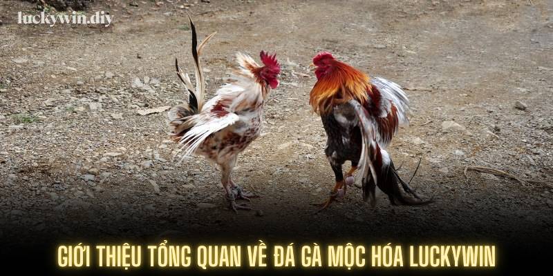 Giới thiệu tổng quan về đá gà Mộc Hóa Luckywin