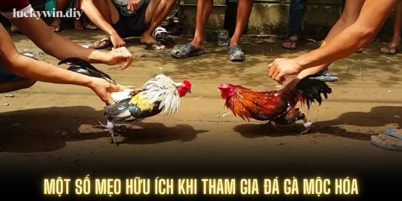 Một số mẹo hữu ích khi tham gia đá gà Mộc Hóa